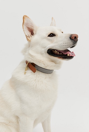 Alfie Recycled Polyester Large Pet Collar